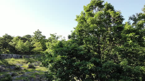 rising with a drone above a green scenery, ancient rock and tree with blue sky