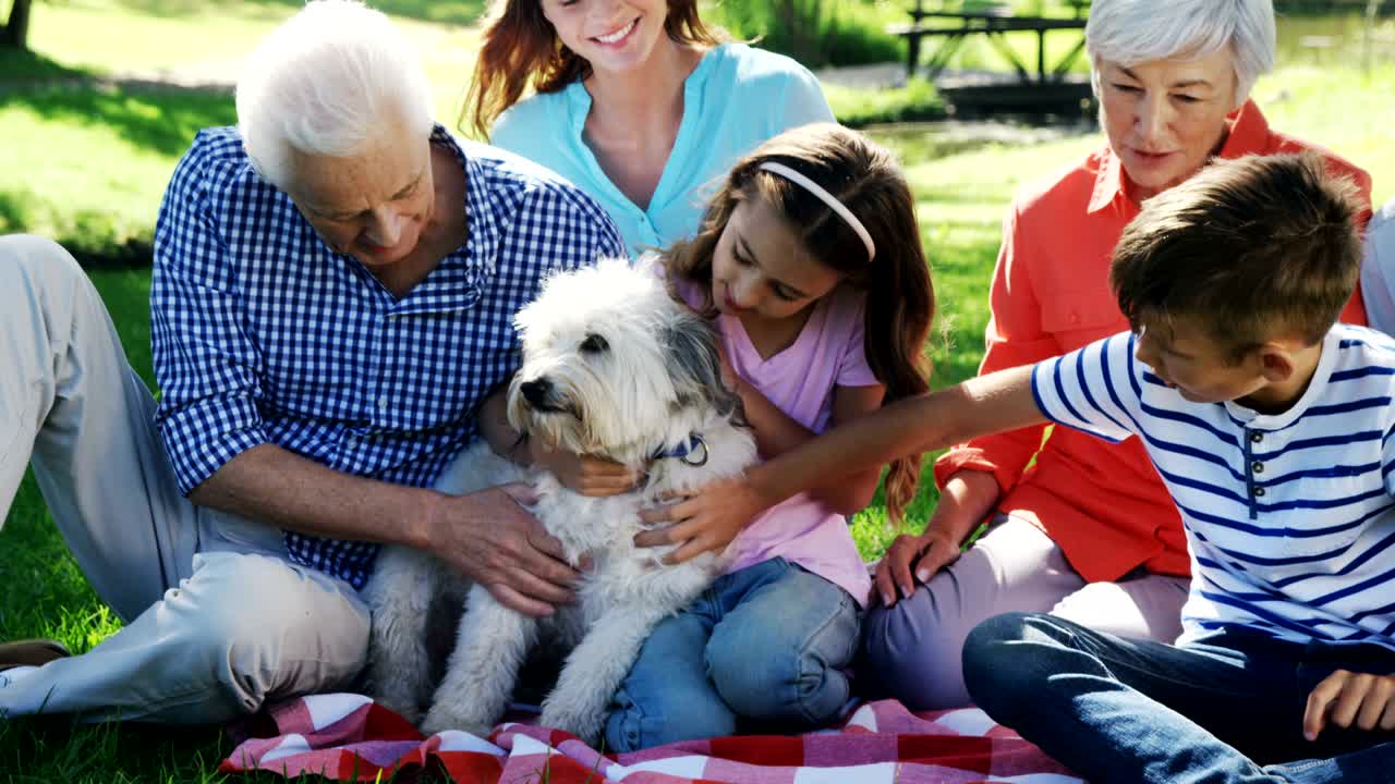 여러 세대의 가족들이 공원에서 개와 함께 놀고 있습니다.