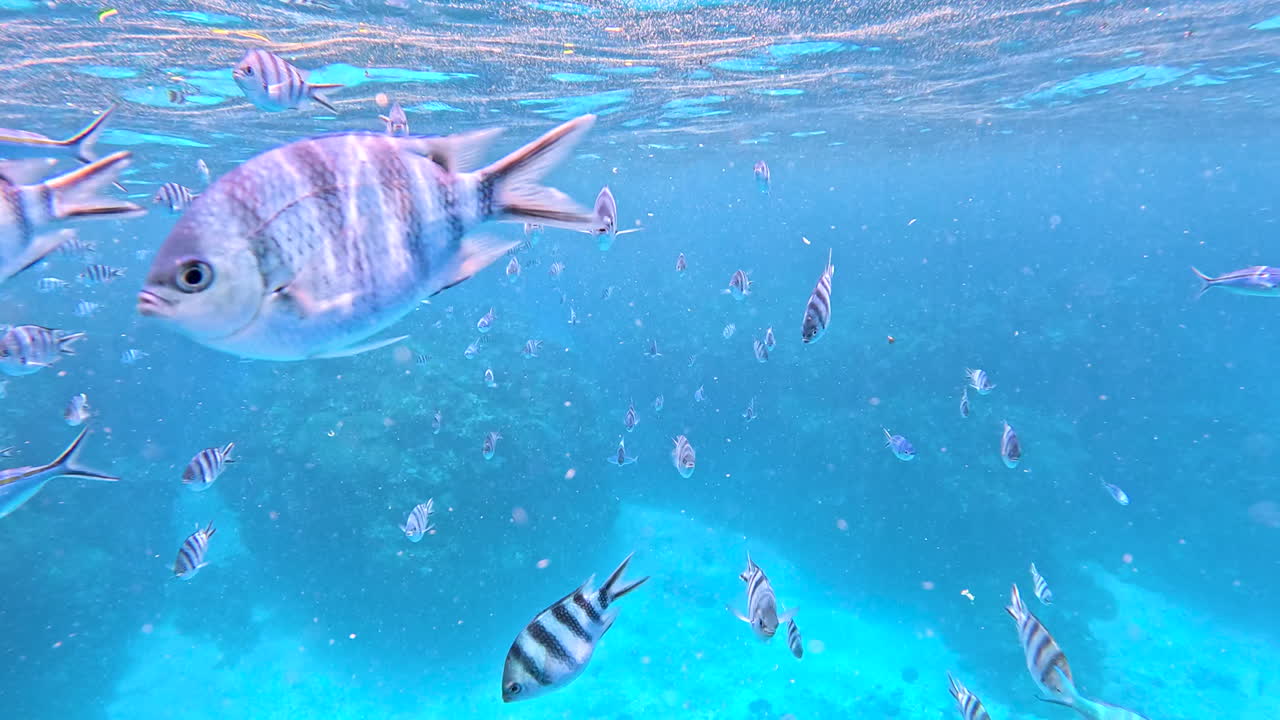 피지에서 열대 가위 리 세르젠트 물고기가 느린 동작으로 향해 헤엄치고 있습니다.