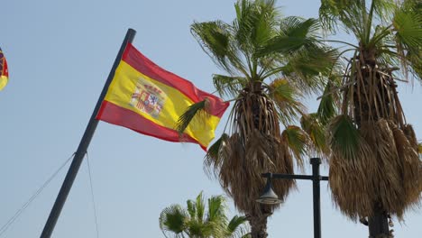 big national spain flag and palm trees in a wind, sunny summer