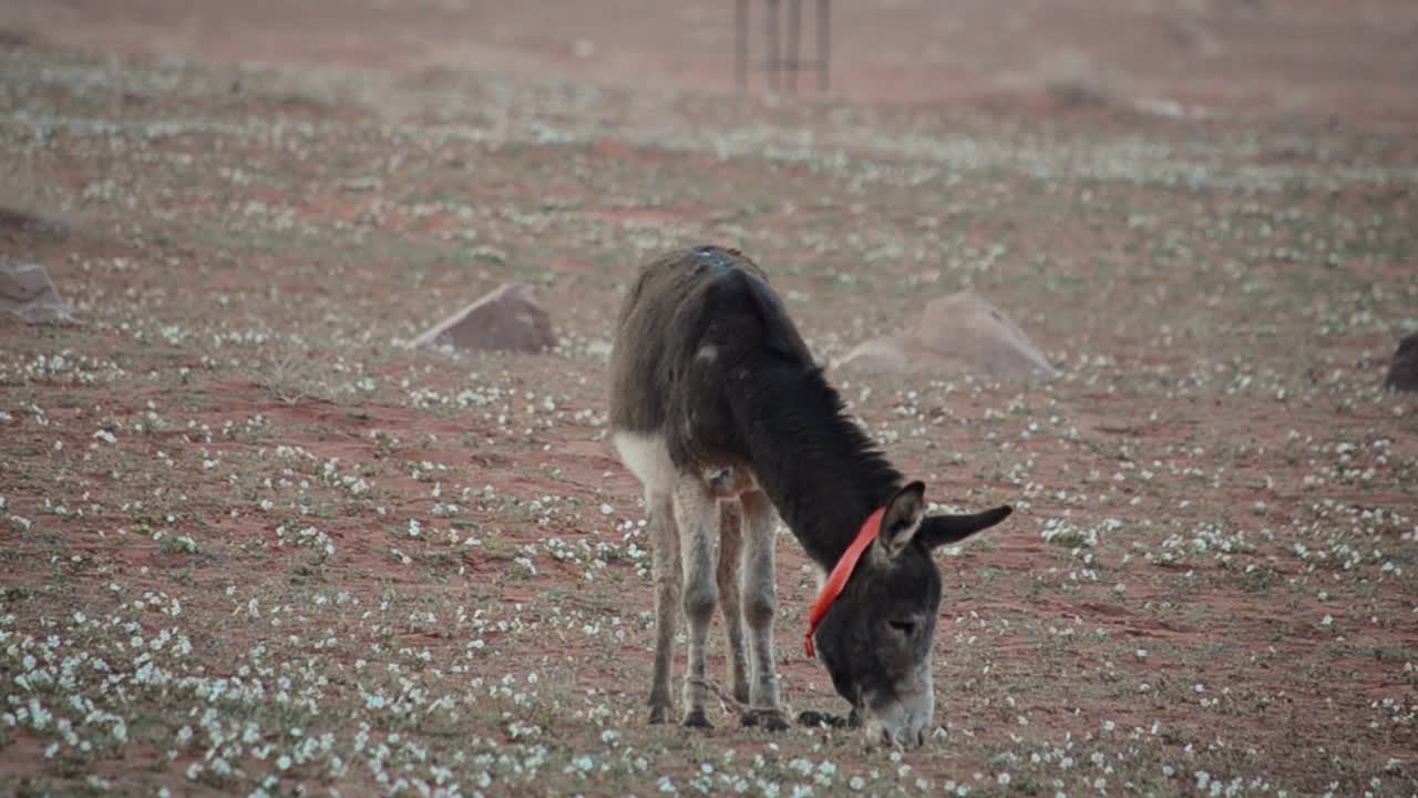 Donkey eating grass in Wadi Rum desert in morning