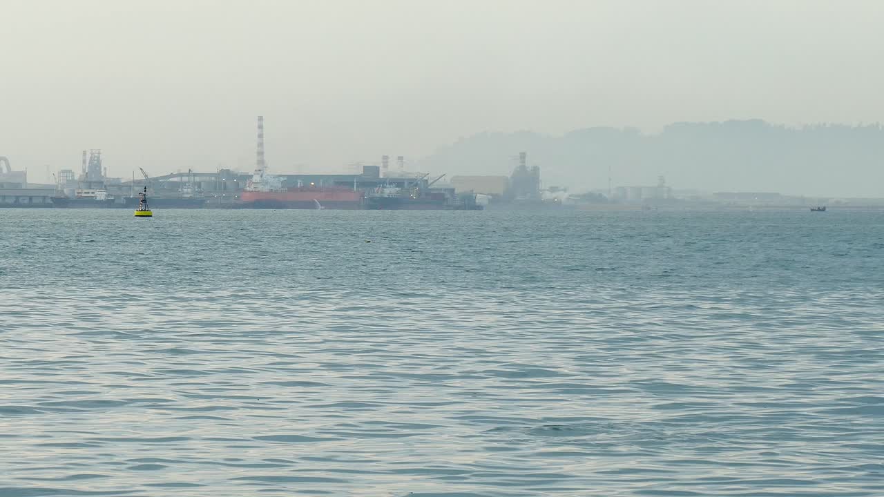 수달족의 한 무리가 바다에서 헤엄치고 있습니다.