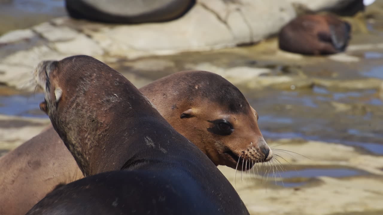 Playful sea lions interacting and resting on rocky coastline with ocean waves in the background