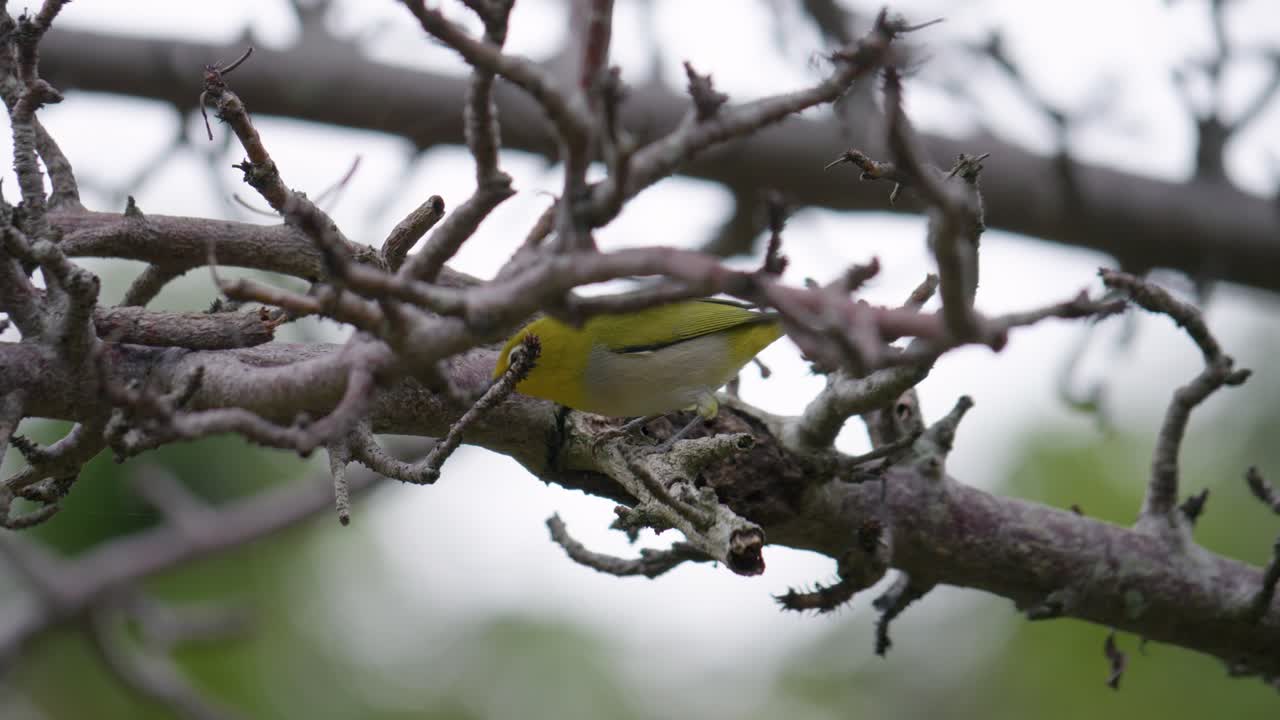 Close-up of Japanese White-eye Exploring Branch for Food