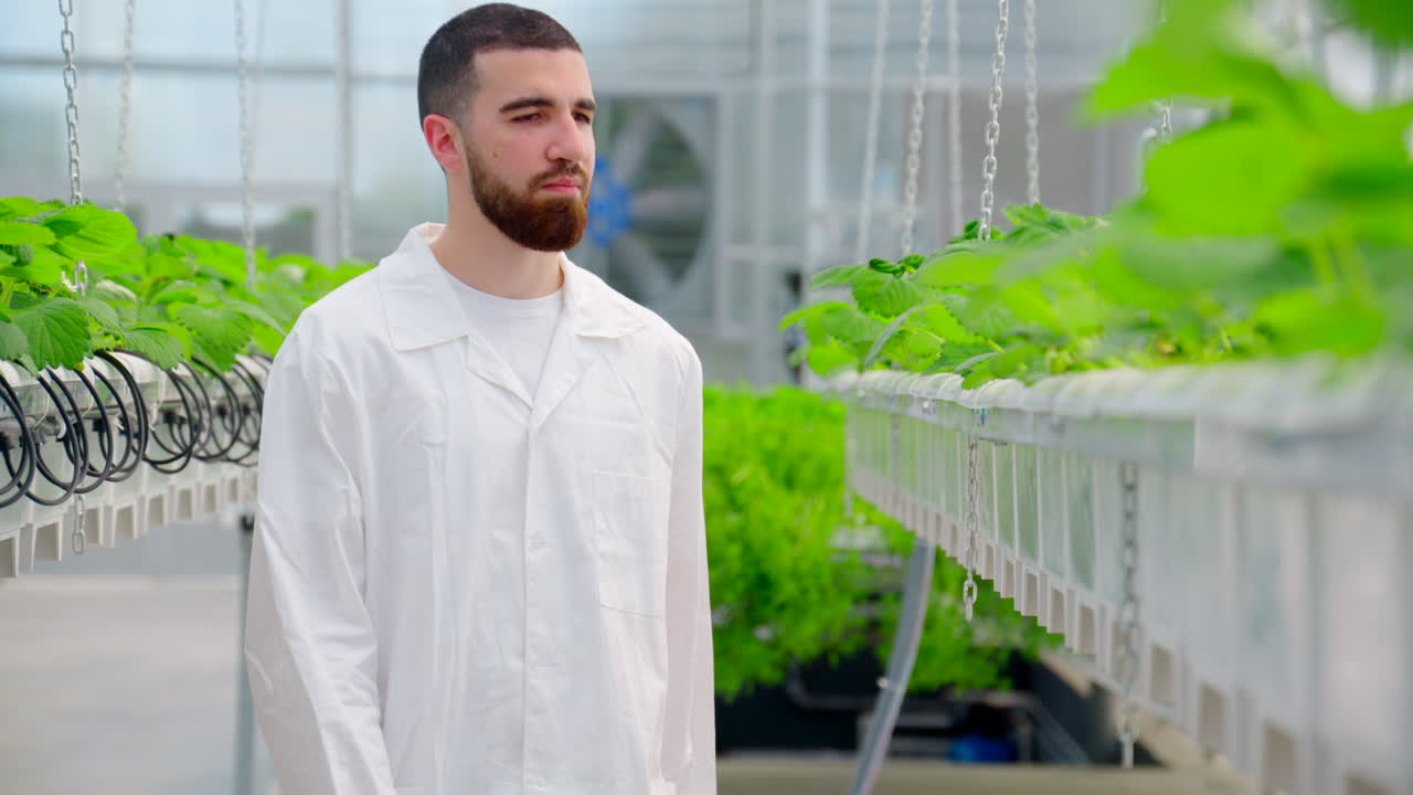 Laboratory technician in white coat analysing wild strawberry grown with the Hydroponic method in a greenhouse