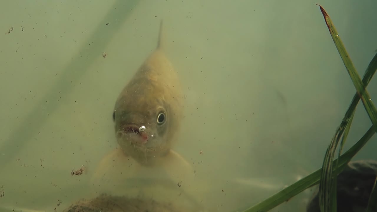 물고기는 호수의 내부에서 수영하여 거품을 불어넣습니다.