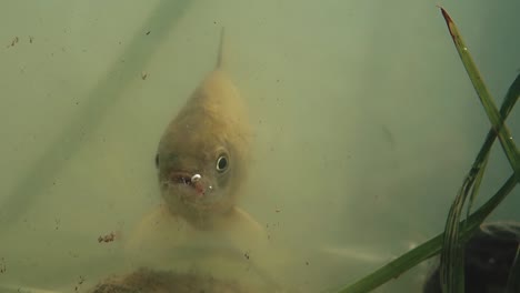 fish swims out of the bowels of the lake blowing bubbles