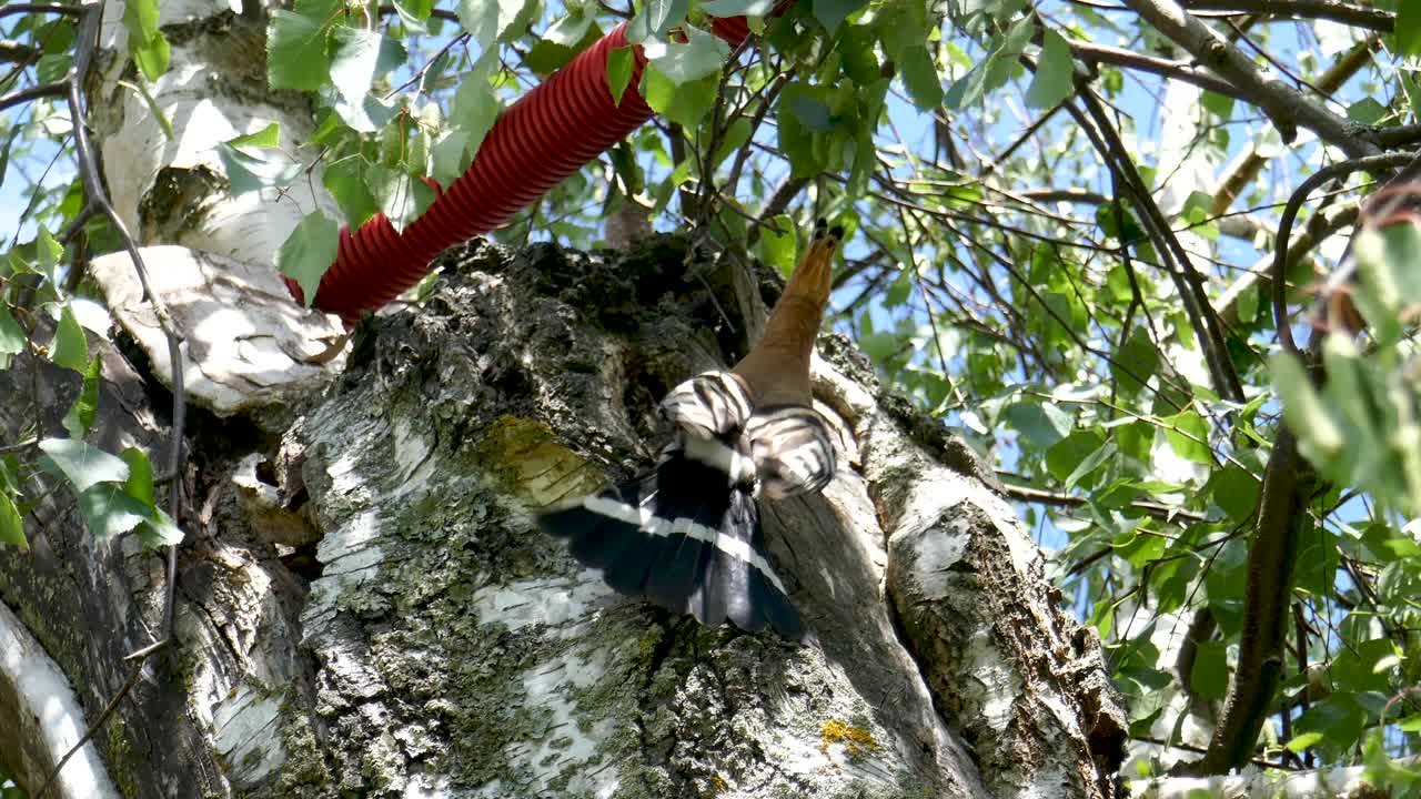 후투티는 새끼에게 먹이를 주기 위해 입에 애벌레를 물고 온다