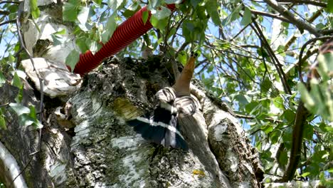 a hoopoe comes with a larvae in his mouth to feed his young