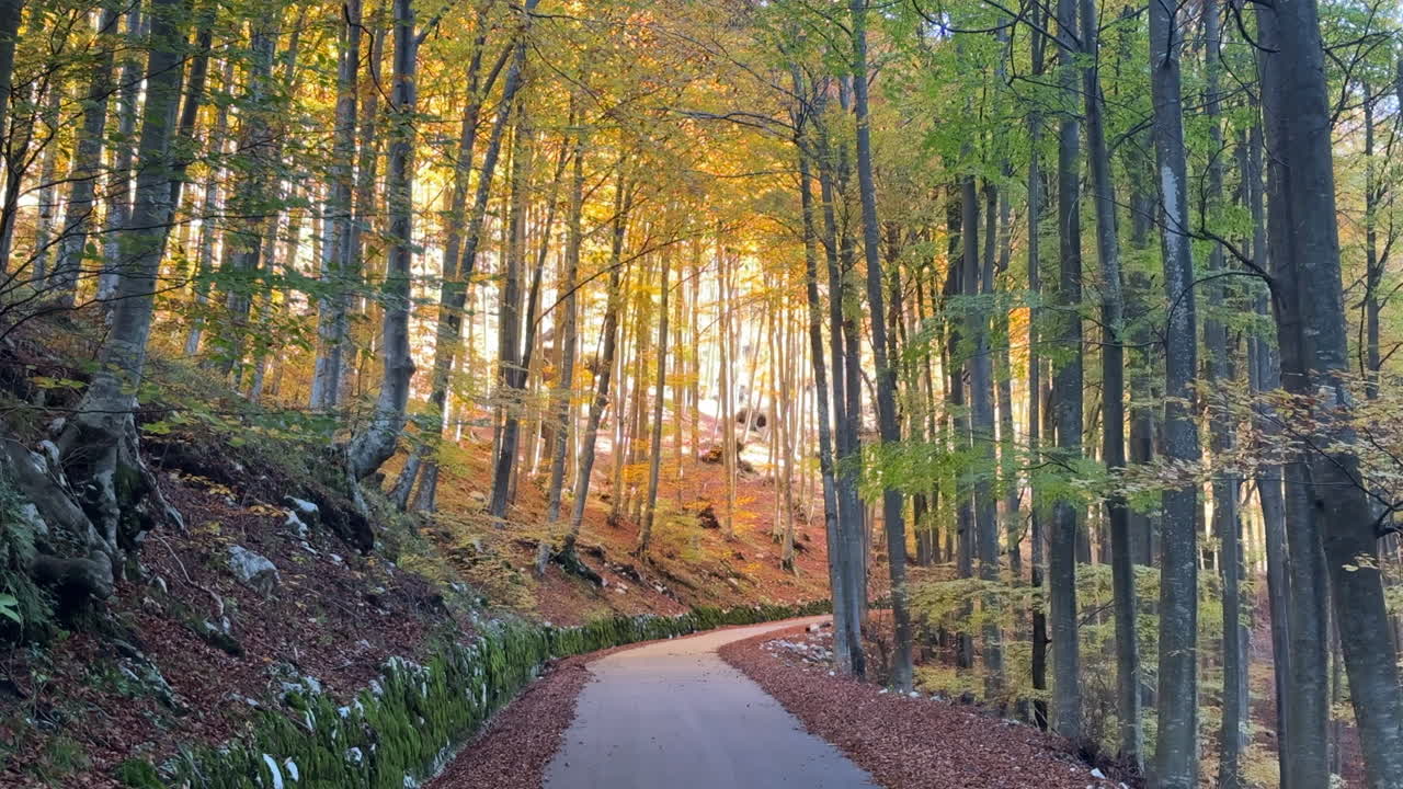 Winding asphalt road through a colorful beech forest during a sunny autumn day in Slovenia
