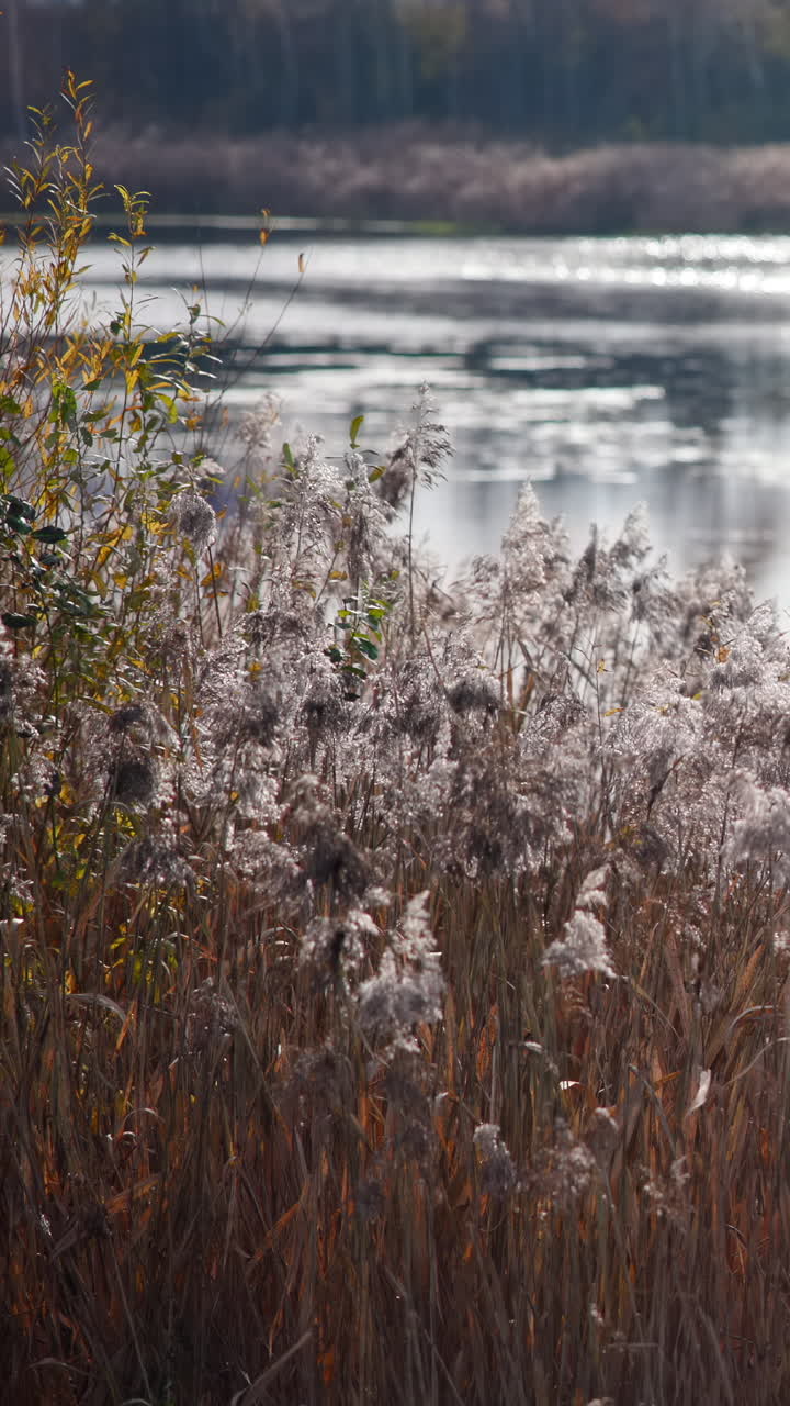 Sollys reflekterende på søvand bag høje siv og græs