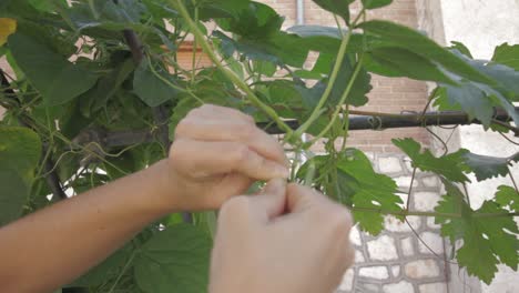 Broad-flat-green-beans-in-an-organic-vegetable-garden