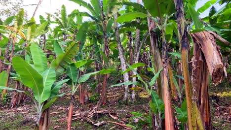 inside a tropical banana tree plantation in south america at sunset