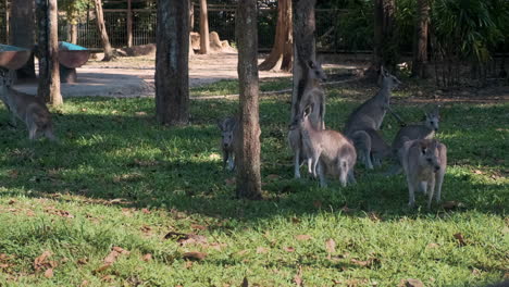 kangaroos in a zoo enclosure