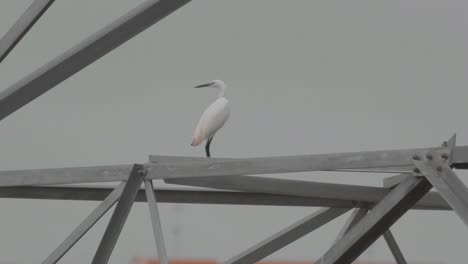 little egret standing on electricity steel pylon tower and takes flight