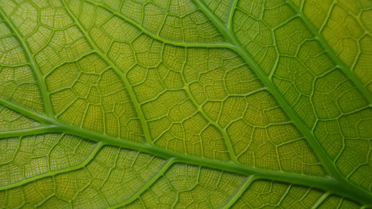A detailed close up of a golden green leaf filling the frame, with the main vein network running diagonally across the center and soft natural light revealing