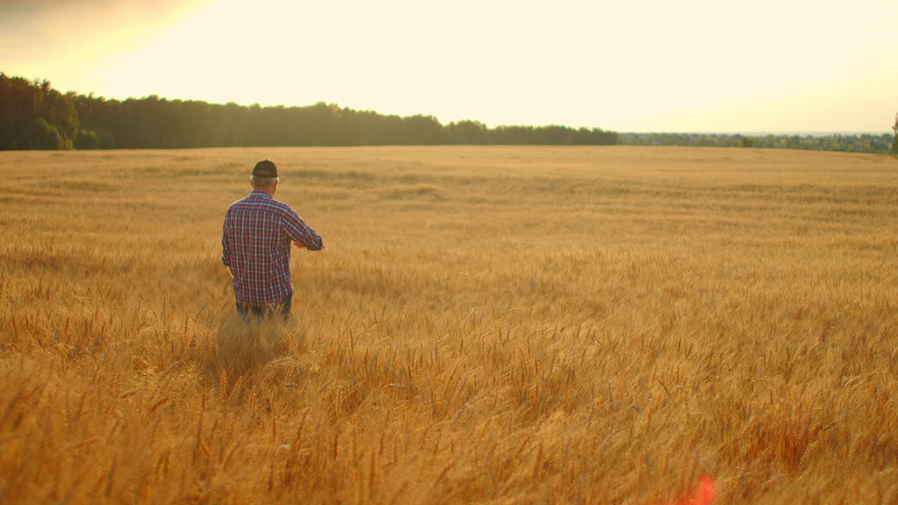 vista desde atrás un agricultor de edad avanzada en un campo de trigo mira hacia el atardecer. agricultor en el campo de centeno vista desde atrás