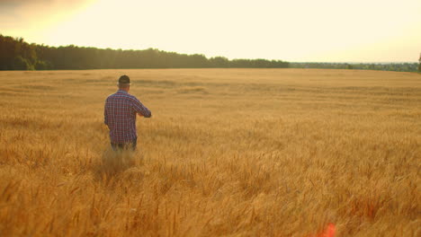 view from the back an elderly male farmer in a field of wheat looks into the sunset. farmer in the field of rye view from behind