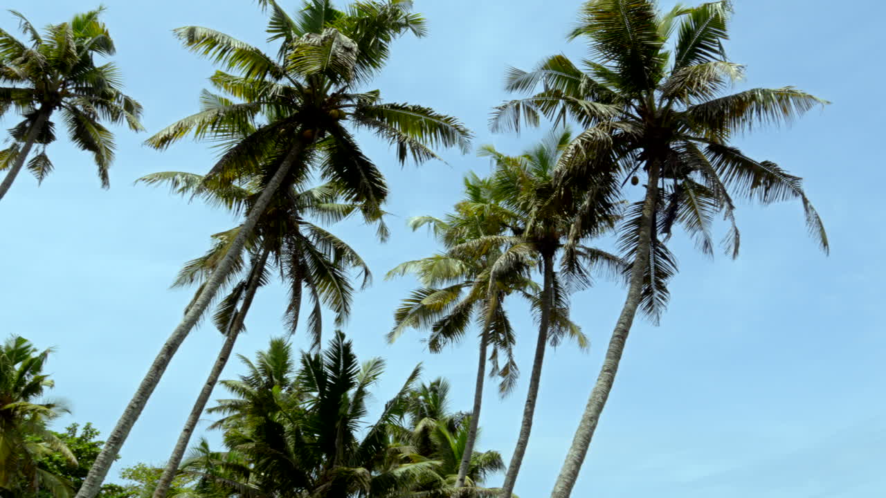 tropical beaches in India kerala with coconut trees and lakes