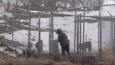 Woman-feeding-adult-wolves-on-a-winters-day