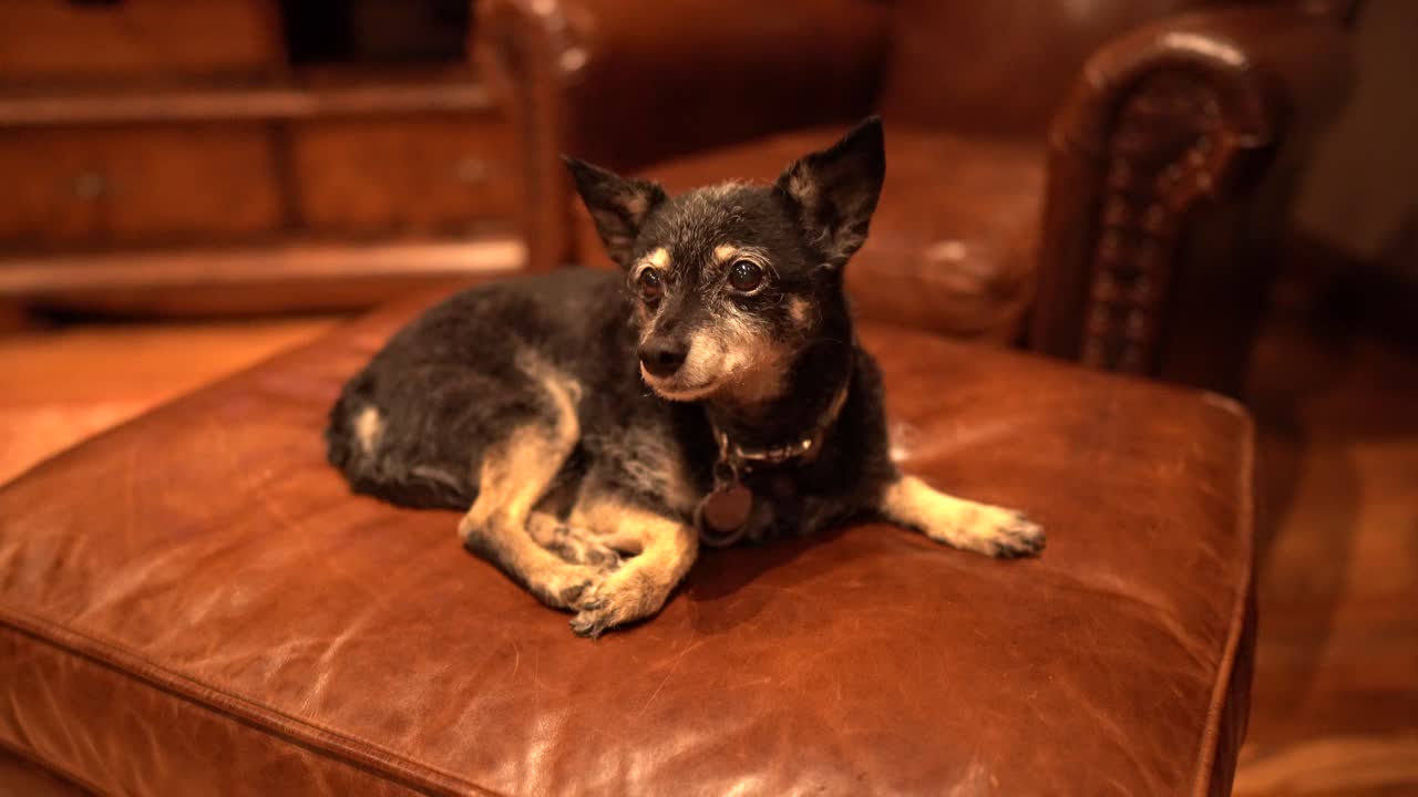 perro sentado en el sofá hd