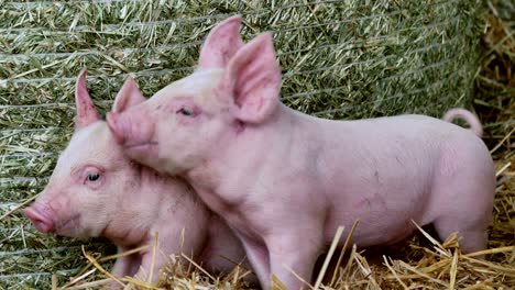 a piglet newborn standing on a straw in the farm. concept of biological , animal health , friendship , love of nature . vegan and vegetarian style . respect for animals.