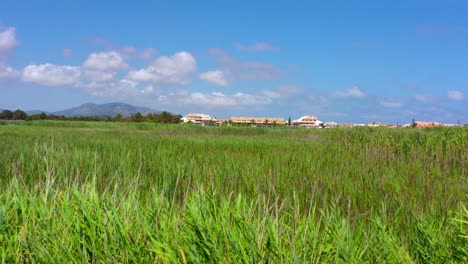 green reeds on the field at the state park with apartment buildings and mountain in a distance