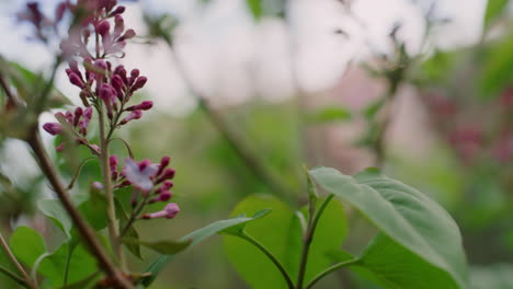 Small-purple-tree-flowers-blooming-on-branch-against-cloudy-sky-in-city-park.