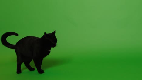 amazing black cat walking on the green screen