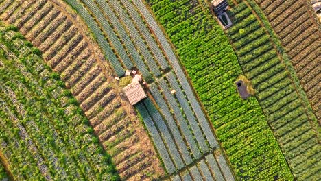 Malerische-Aussicht-Auf-Eine-Landwirtschaftliche-Gemüseplantage-Am-Hang-Des-Mount-Sumbing,-Indonesien