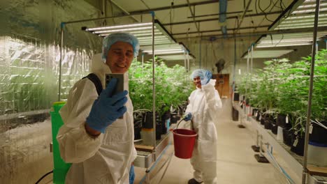 cannabis farm workers inspecting plants