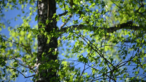 tree green leaves and wind in summer