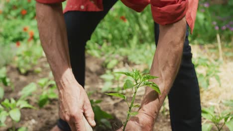 Senior-caucasian-man-harvesting-and-working-alone-in-garden