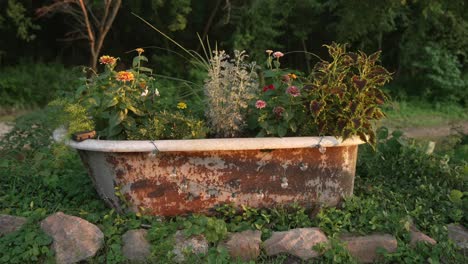 Una-Vieja-Bañera-Oxidada-Llena-De-Flores-Bajo-El-Cálido-Sol-Dorado