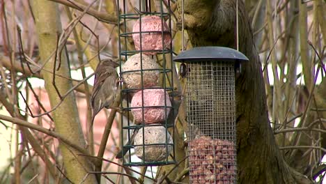 gorriones alimentándose de bolas gordas que cuelgan de un árbol en un jardín en la ciudad de oakham, en el condado de rutland