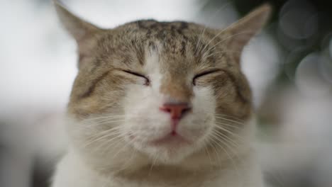 Asian-cat-sleeping-close-up-shot