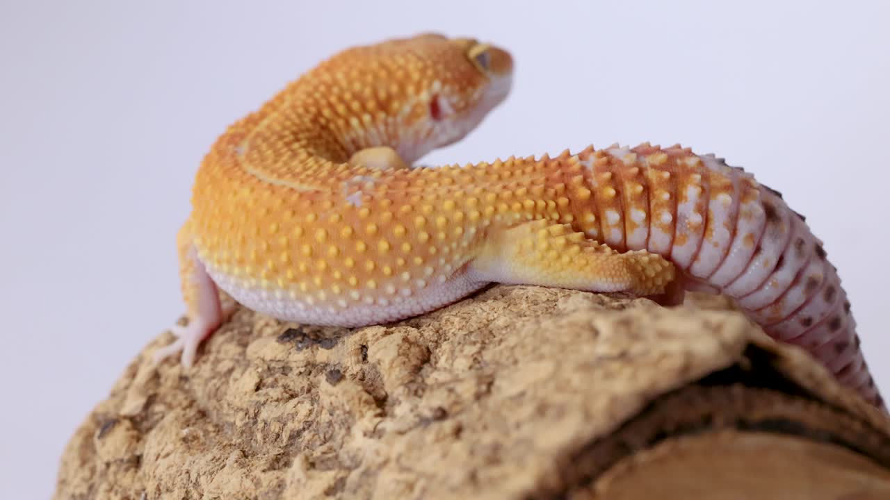 Un geco leopardo giallo e arancione striscia lentamente su un tronco ruvido su sfondo bianco