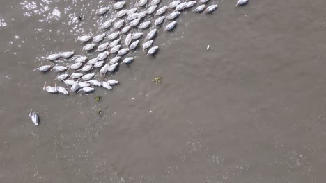 pelicans living, flying and swimming at the small town of petatan ,mexico by the chapala lake