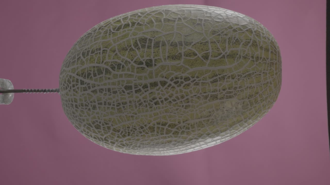 크로마 키를 위한 푸키아 스크린에 루프와 함께 회전하는 멜론