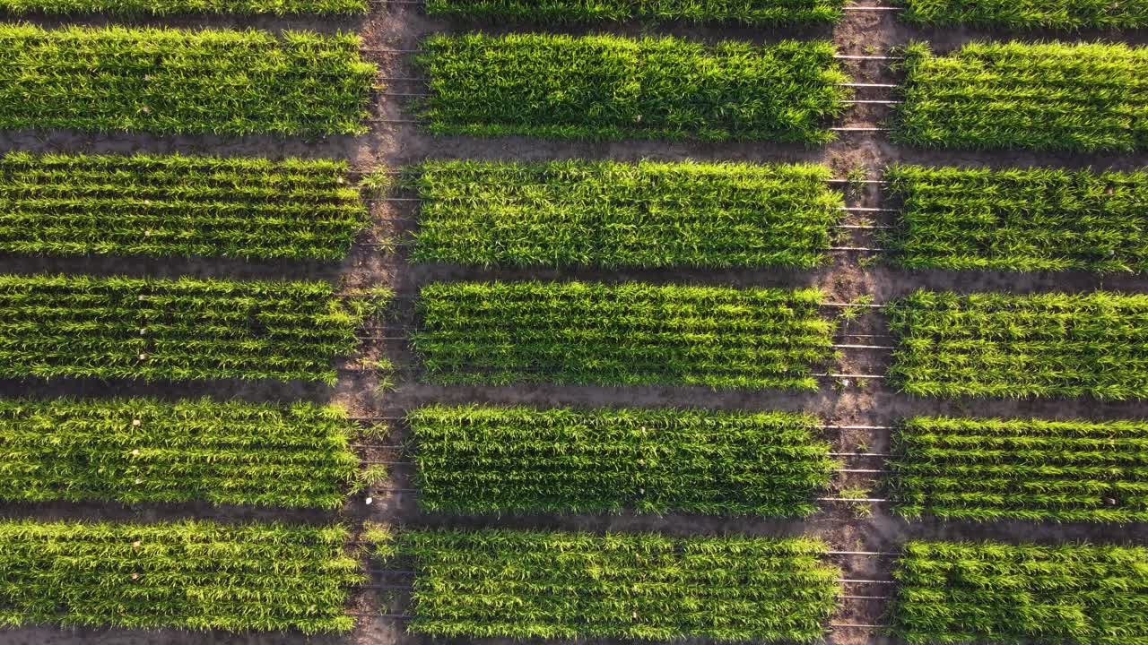 huerta verde en la granja al atardecer
