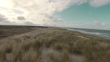 sandy beach with dry grass in texel