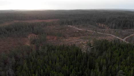 aerial establishing deforestation environmental impact of timber exploitation
