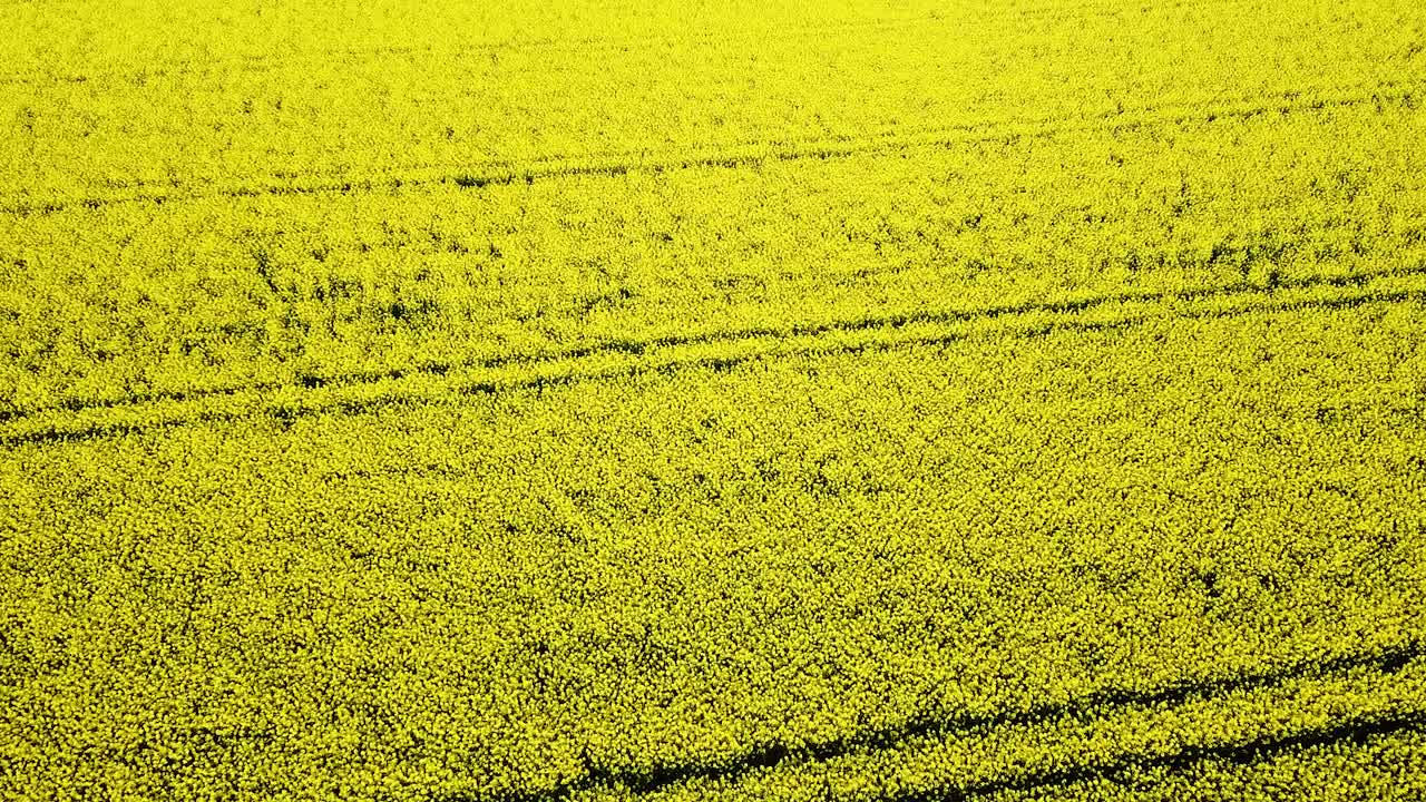 вид с высоты птичьего полета на цветущее рапсовое поле, полет над желтыми цветами рапса, идиллический фермерский пейзаж, красивый природный фон, снижающийся беспилотник, наклон вверх