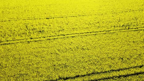 aerial birdseye view of blooming rapeseed field, flying over yellow canola flowers, idyllic farmer landscape, beautiful nature background, descending drone shot tilt up