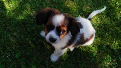 puppy playing in grass 4