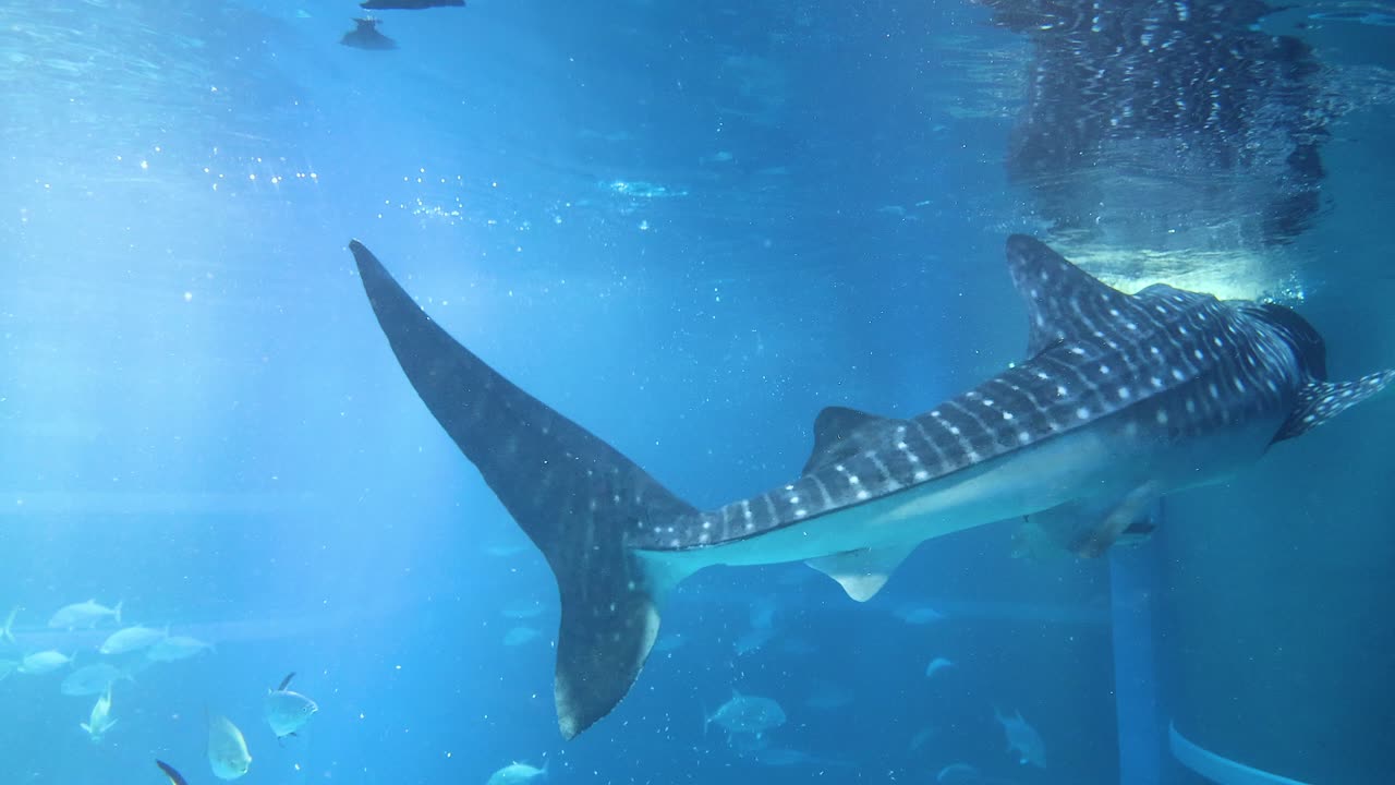 바다의 부드러운 거인이 우아하게 헤엄치고 있다.