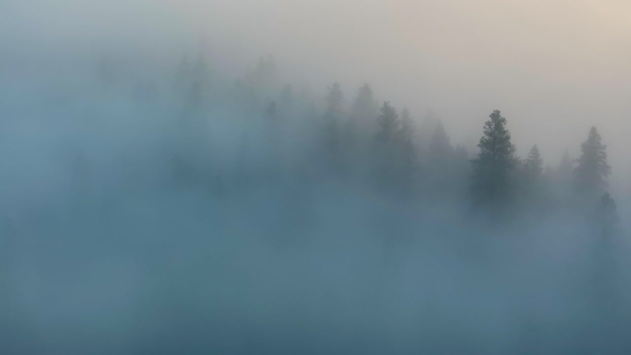 Thick fog covering pine forest canopy across mountain valley Montana, mysterious fading backdrop