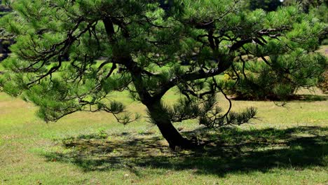 The-beautiful-view-in-Rikugien-Gardens