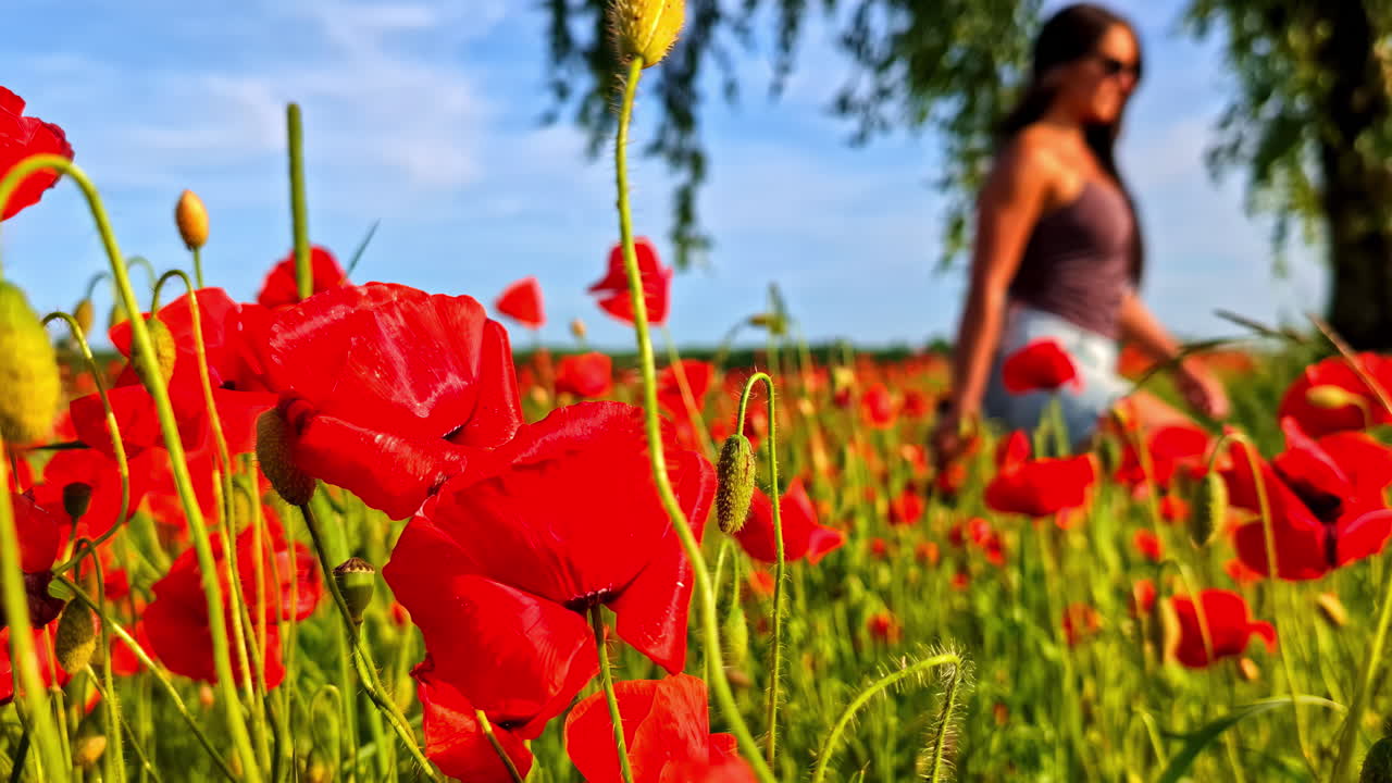 Woman walking through blooming red poppy field on a bright summer day