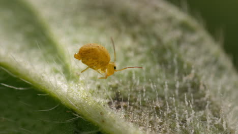 Yellow-Globular-Springtail-launches-itself-off-hairy-leaf,-macro-side-view